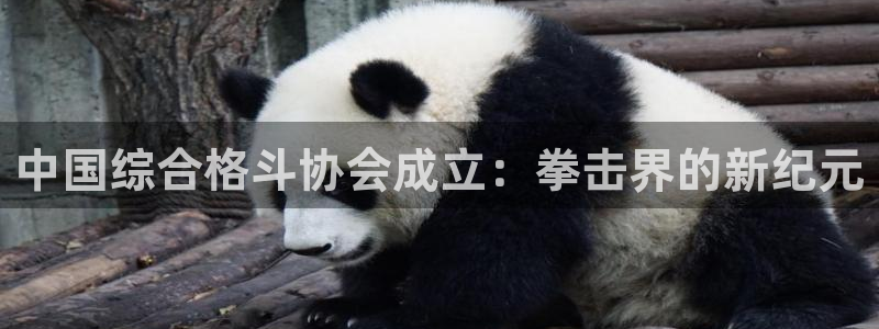 绿茵直播体育免费直播：中国综合格斗协会成立：拳击界的新纪元